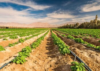 MOROCCO: Redi project to rehabilitate irrigation systems in 3 regions