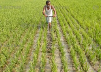 India’s Wheat Exports’ Prospects And Plan: 5 Points