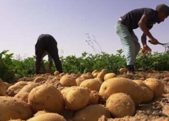 From sand to spuds: How Algeria galvanised its agricultural sector