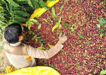 Online conference promotes Việt Nam-Algeria trade