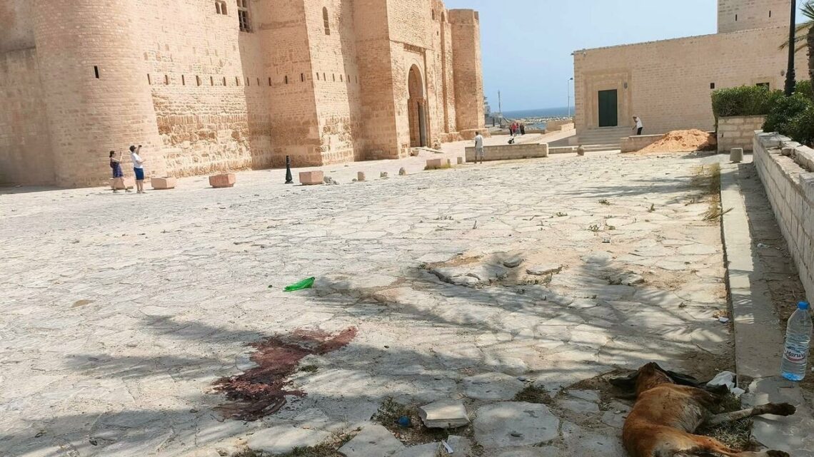 ‘It must stop one day’: Outcry erupts over Tunisia’s campaign to kill stray dogs