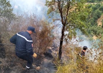 Wildfires across Algeria kill at least 37 people | Environment News