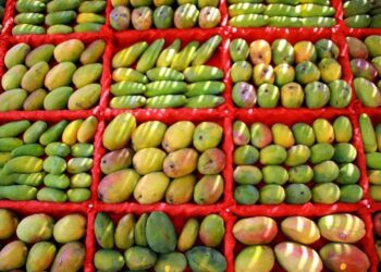 An Ismailian Landowner’s Take on Egypt’s Game-Changing Mango Festival