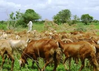 Agricultural crops in Sudan threatened by pests, prices, and herders