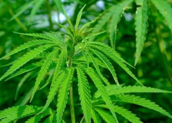 Cannabis Training for Moroccan Health Workers Reaches Third Phase – Morocco World News